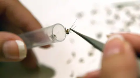 Getty Images A person holding up a mosquito with tweezers and putting it inside a test tube