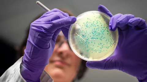 Getty Images In the foreground is a round, translucent, petri dish with tiny blue dots of bacterial growth. It is being held by a scientist, out of focus in the background, wearing a pair of purple latex gloves and using a fine needle-like implement to manipulate the blue bacterial colonies. 