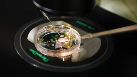 OHSU/Christine Torres Hicks A clear petri dish stands is illuminated from below through an aperture in a black platform. There are blobs of fluid in the petri dish and two needle-like implements are there to perform microscopic manipulation of embryos 