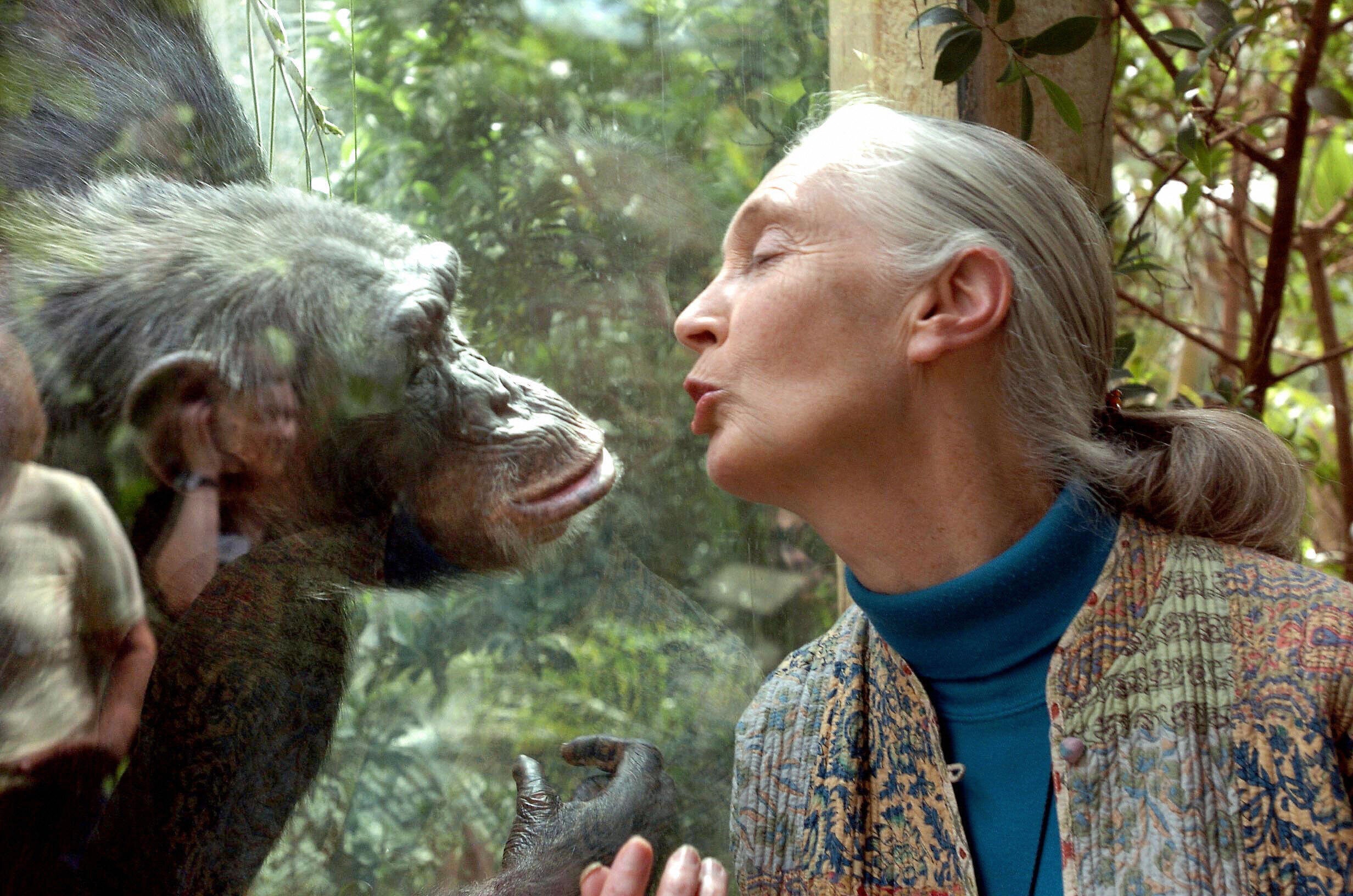 Goodall, the world's foremost authority on chimpanzees, communicates with chimpanzee Nana in June 2004 at the zoo of Magdeburg in eastern Germany. The British primatologist has died.