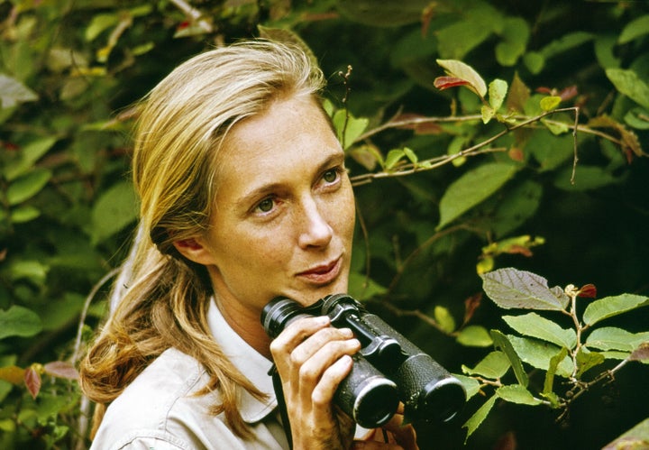 Goodall appears in Gombe National Park in the television special "Miss Goodall and the World of Chimpanzees," originally broadcast on CBS in December 1965.