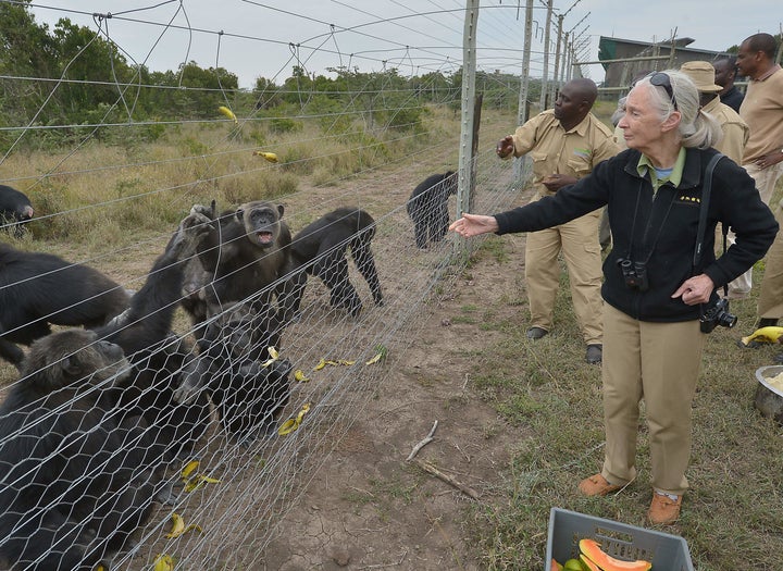 Goodall feeds rescued chimpanzees on July 14, 2016, at the Sweetwaters sanctuary, Kenya's only great-ape sanctuary.