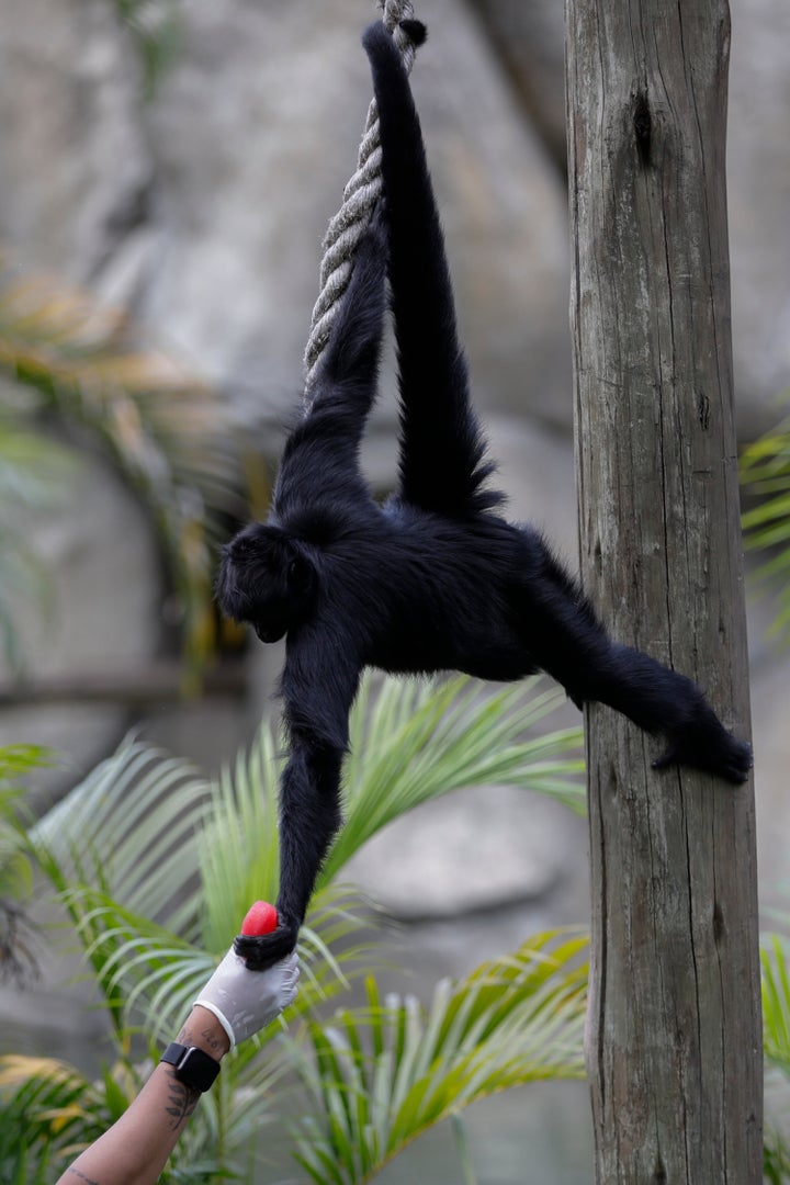 A zookeeper hands a popsicle to a chamek spider monkey during the summer heat at the BioParque do Rio in Rio de Janeiro, Tuesday, Jan. 13, 2026. (AP Photo/Bruna Prado)