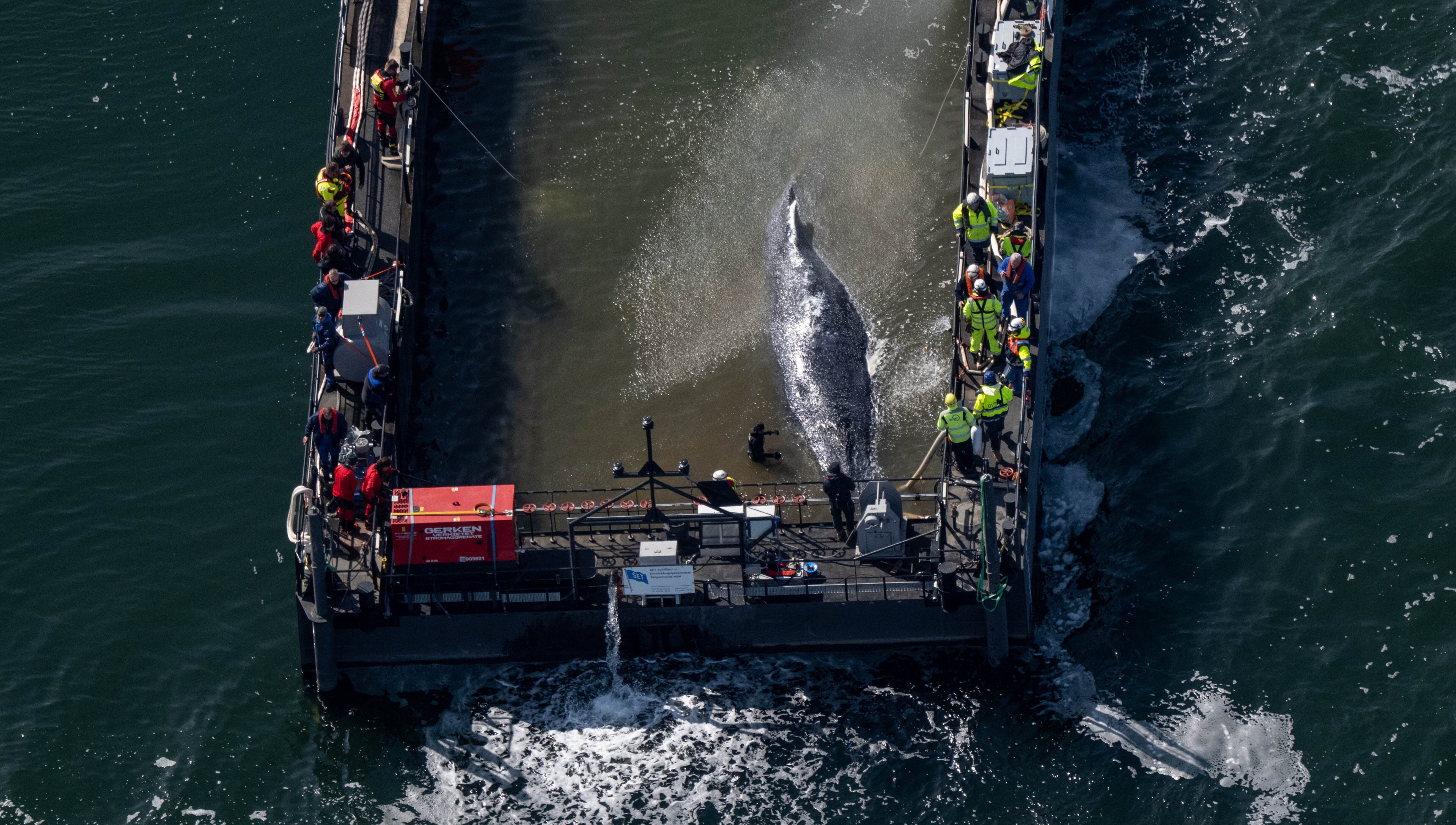The humpback whale stranded in the Baltic Sea has arrived in the barge intended for its transportation. (Photo by Stefan Sauer/picture alliance via Getty Images)
