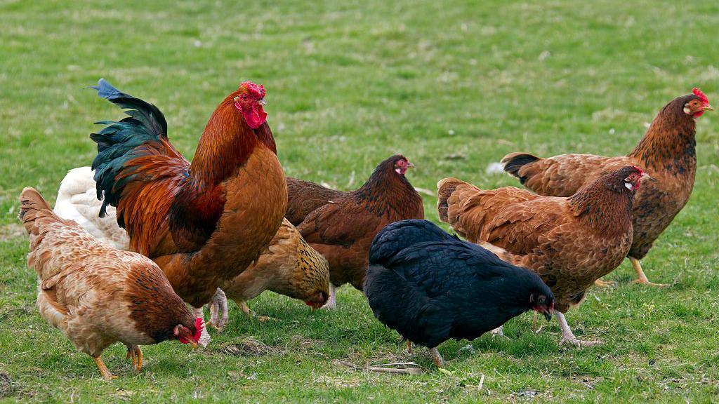 A flock of chickens roaming on grass.