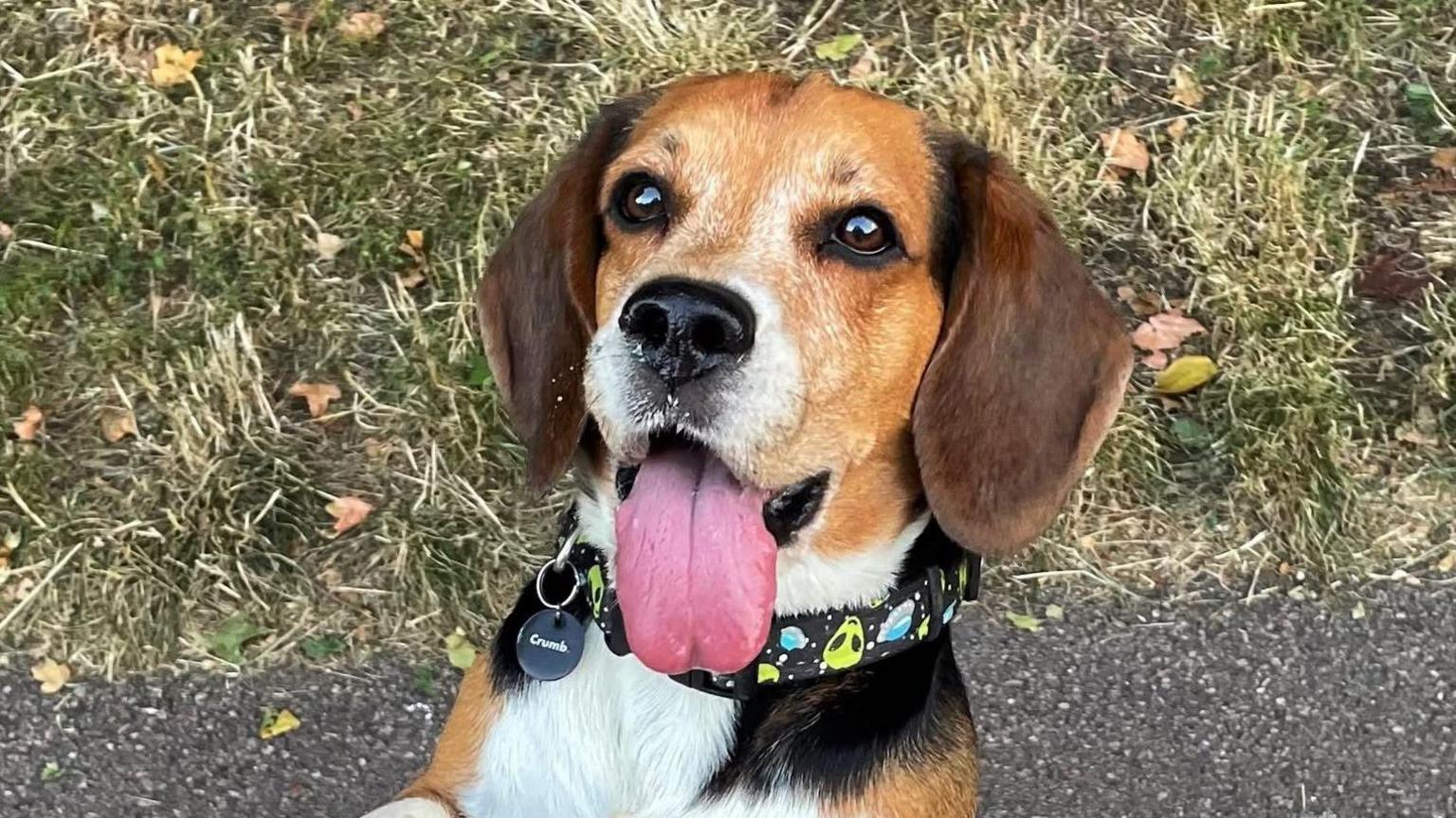 Barry Nicholson's Beagle dog, Max