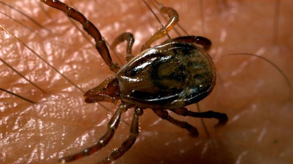 A close up of a tick on a person's skin