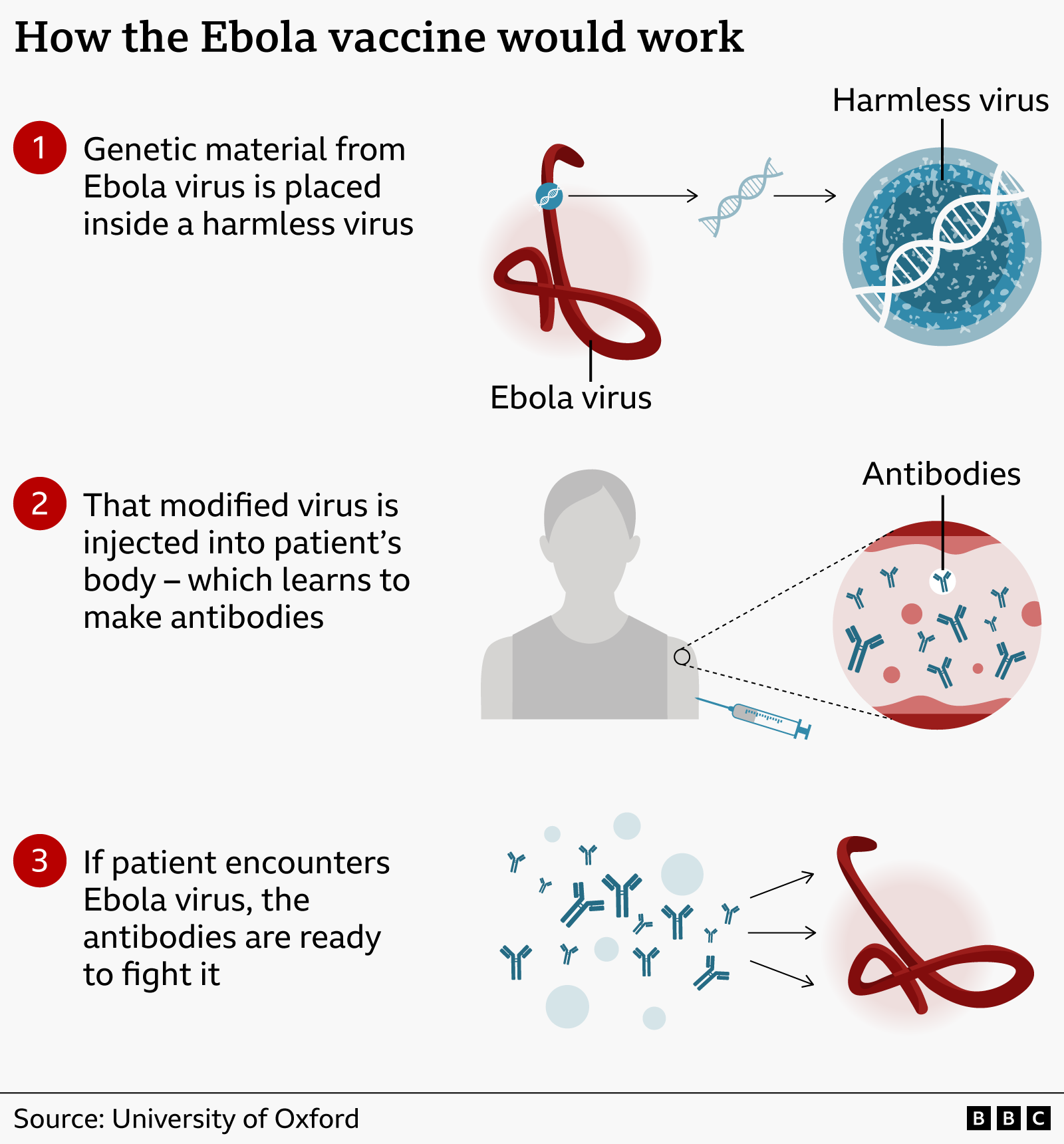 Alt text: Graphic showing how an Ebola vaccine would work: Ebola genetic material is placed inside a harmless virus, the modified virus is injected into the body to trigger antibody production, and those antibodies are then ready to fight the Ebola virus if exposure occurs later. It uses illustrations of the Ebola virus, a harmless virus, a syringe, antibodies, and arrows to show each stage of the process. The source is the University of Oxford