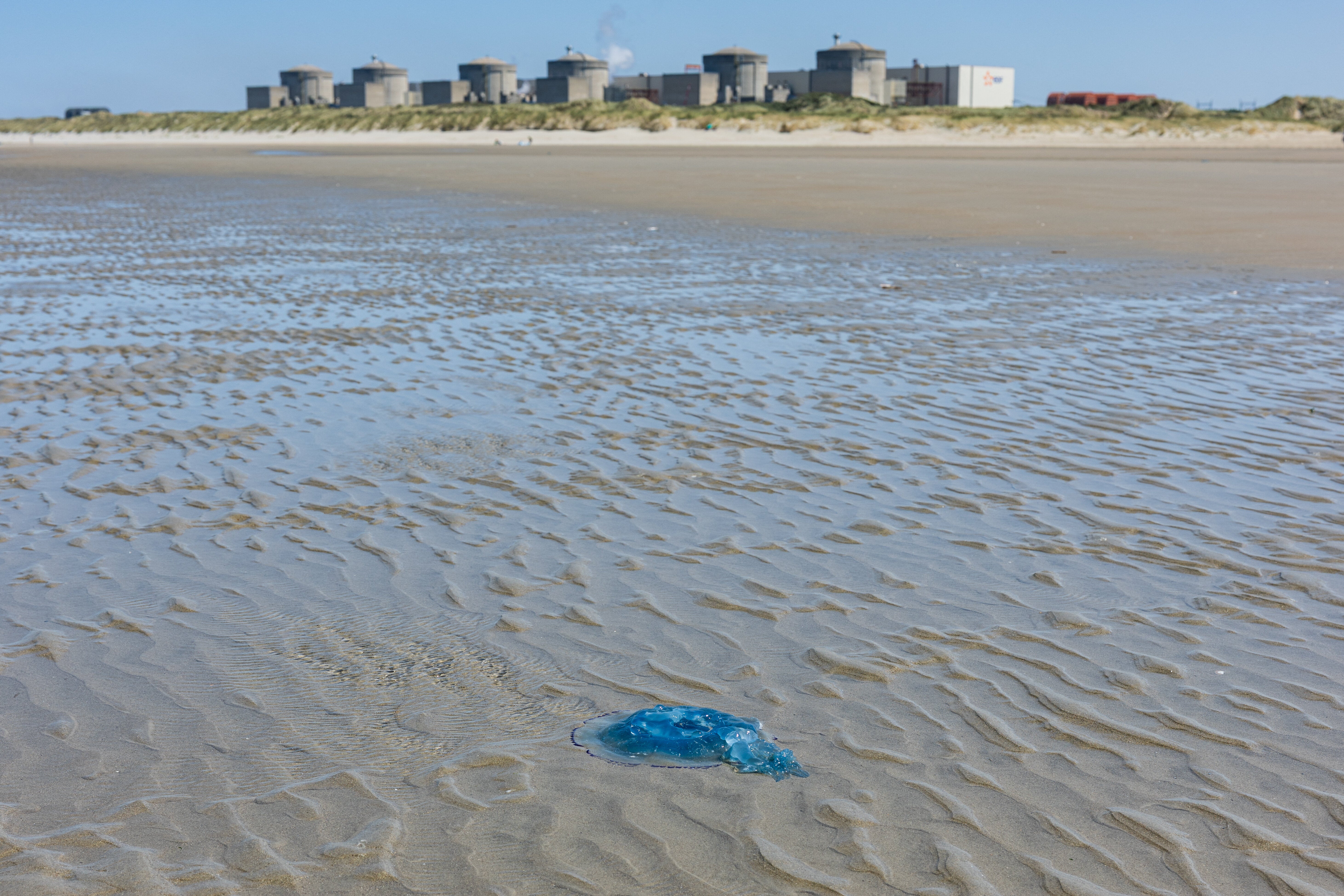 A jellyfish lies on the shore near the Gravelines nuclear power plant in Gravelines, northern France on August 11, 2026. (Photo by Sameer Al-DOUMY / AFP via Getty Images)