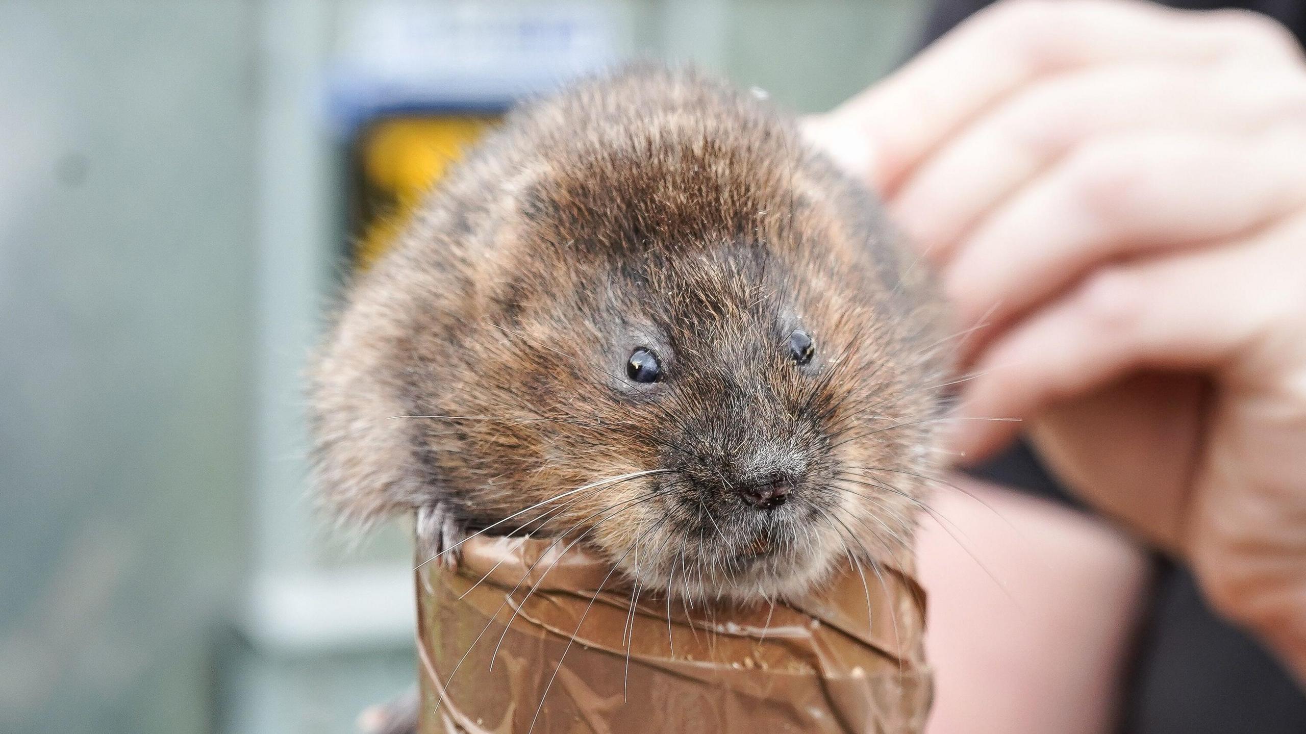 A small vole sits on top of a cardboard cylinder with a human hand perched behind it.