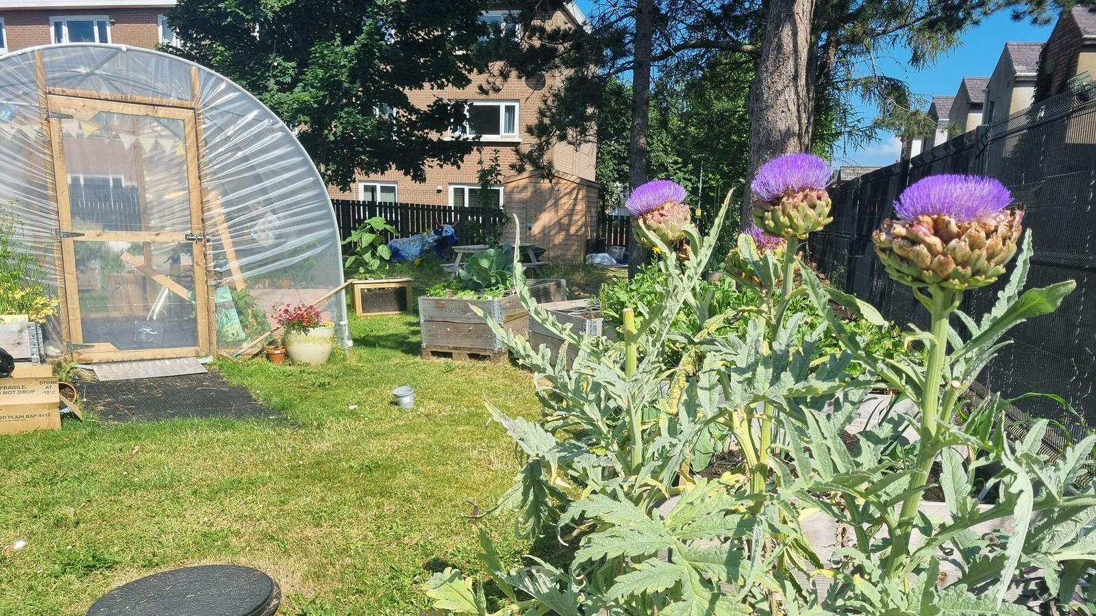 A sunny backyard garden with scotch thistles and a greenhouse. Plants In the background are mature trees, neighboring brick houses, a picnic table, and various potted plants, creating a lively urban garden setting.