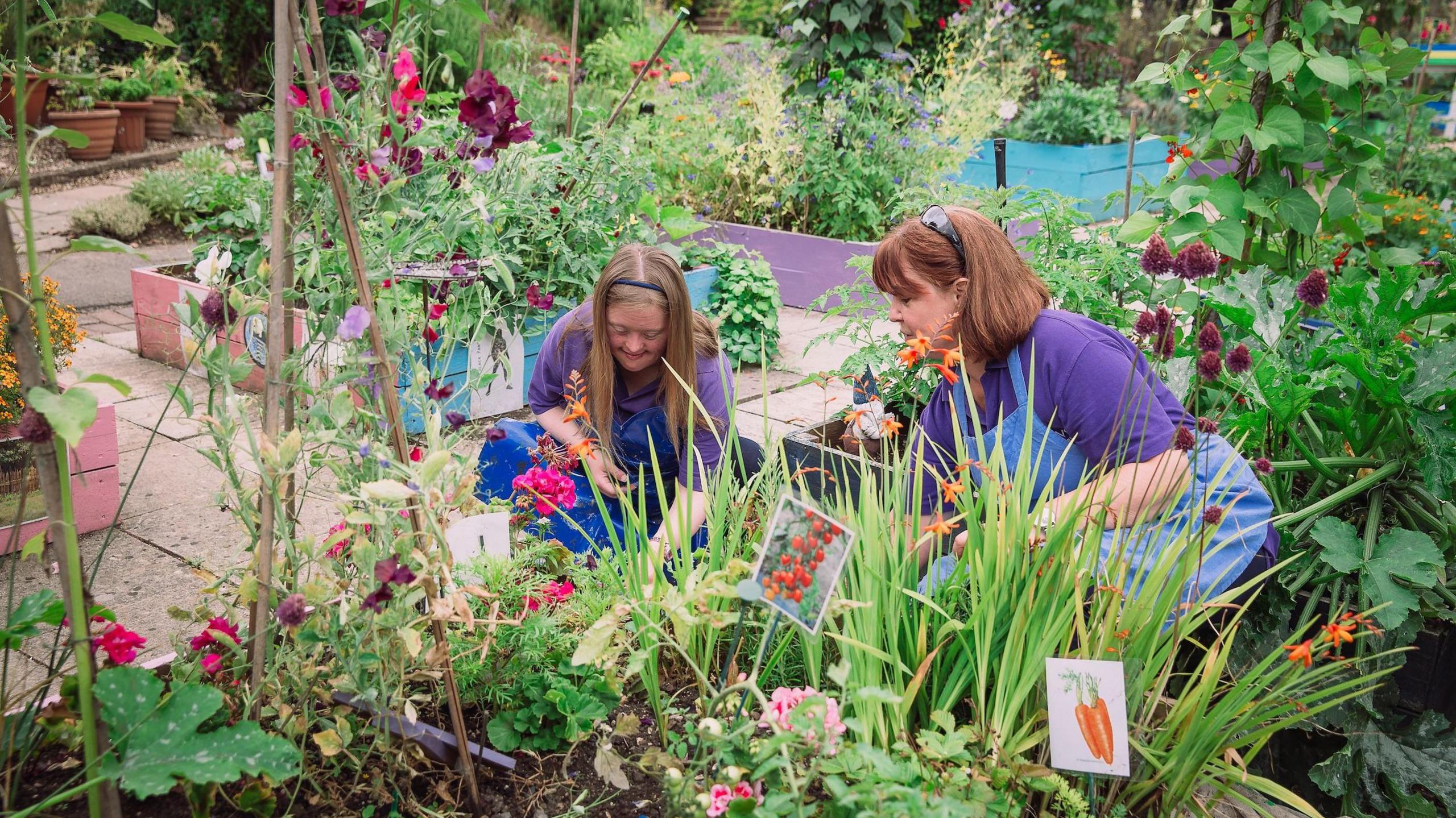 Two women wearing purple t-shirts and dungarees, smiling and gardening together in a community garden. They are planting vegetables, including carrots and tomatoes, and are surrounded by greenery.