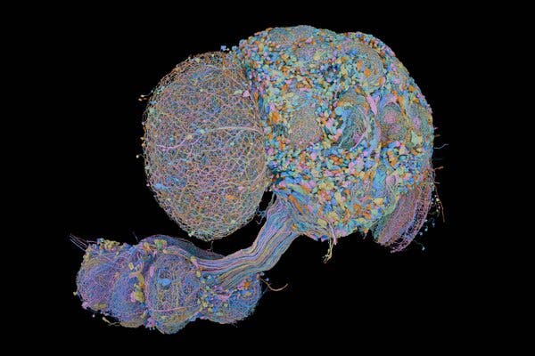 A colorful scientific diagram in the shape of a fly’s eyes and brain.