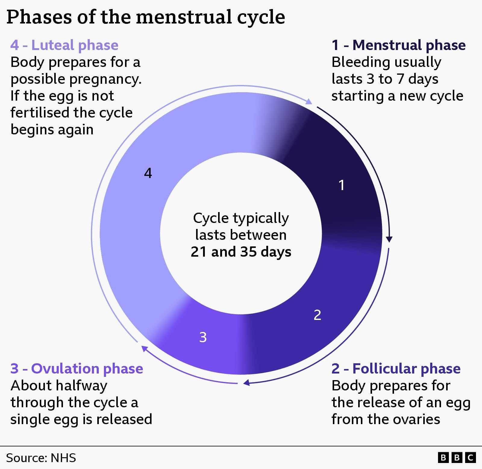 BBC graphic showing the menstrual cycle as a circle, with text in the centre stating that the cycle typically lasts between 21 and 35 days. The circle is then broken up into four phases, with phase 1 being the Menstrual Phase, with bleeding that lasts three to seven days; phase 2 is the Follicular Phase, where the body prepares for the release of an egg from the ovaries; phase 3 is the Ovulation Phase, where about halfway through the cycle a single egg is released; and phase 4 is the Luteal Phase, where the body prepares for a possible pregnancy, and if the egg is not fertilised the cycle begins again