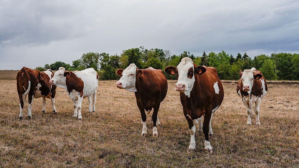 A file photo of cattle in France. Five brown and white cows stand in a dry brown field in front of a row of green trees under a cloudy grey sky.